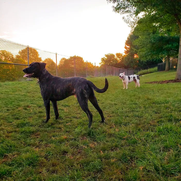 Bradley Station Dog Park 9