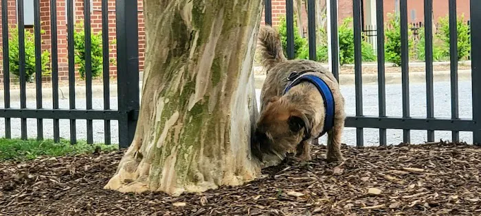 Bradley Station Dog Park 7