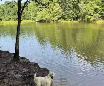 Mary Warner Mack Dog Park (private)