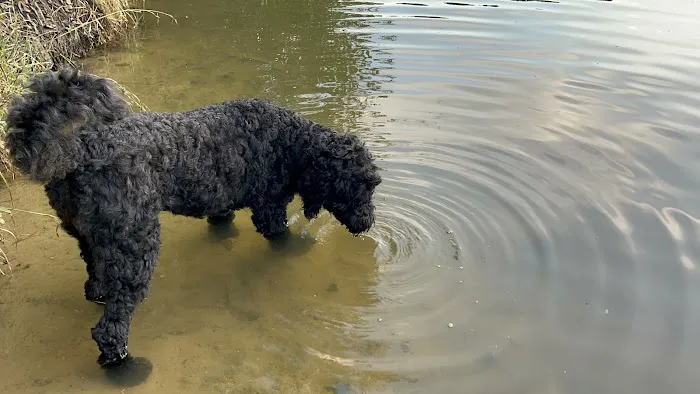 Mary Warner Mack Dog Park (private) 3