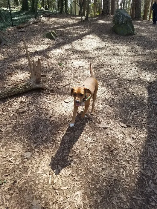 Spencer Park Dog Park 5