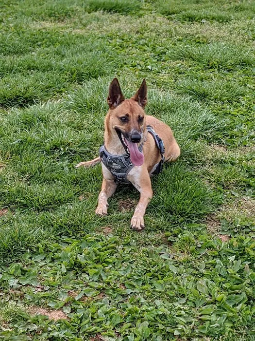 Albemarle Parks & Recreation Dog Park 3