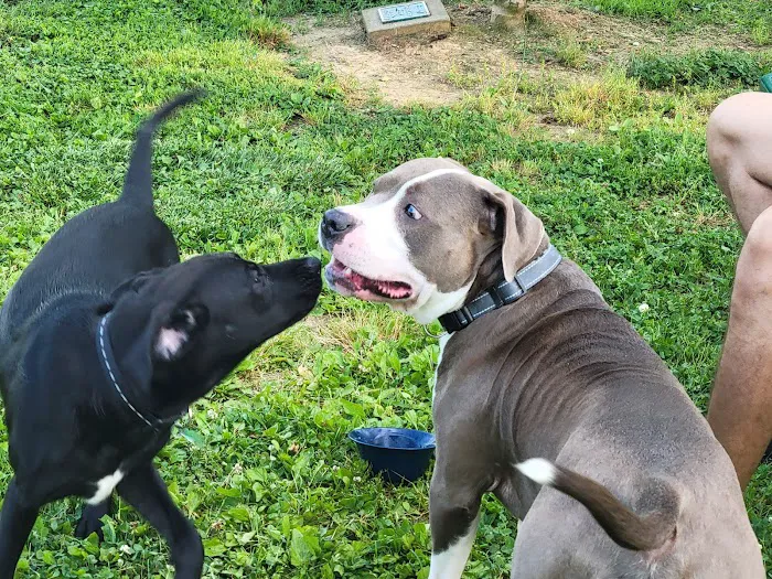 Albemarle Parks & Recreation Dog Park 10
