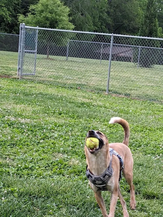 Albemarle Parks & Recreation Dog Park 4