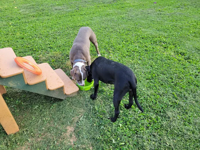 Albemarle Parks & Recreation Dog Park 9