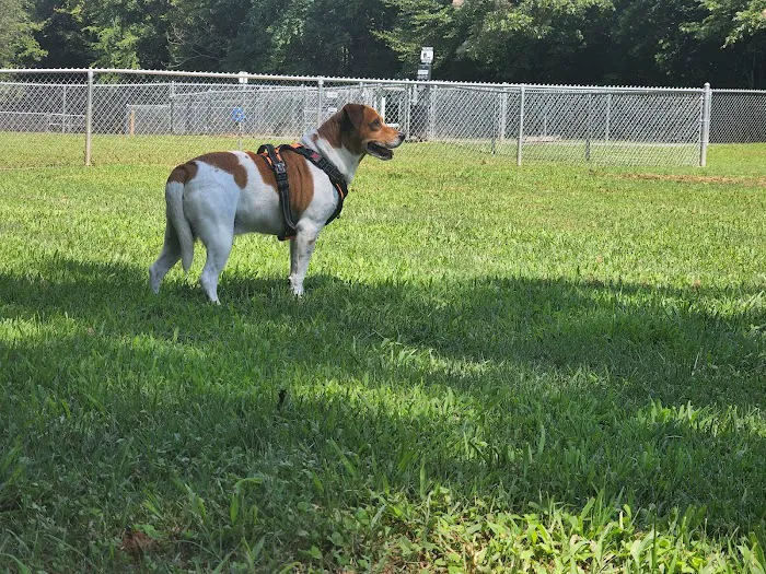 Motz Avenue Dog Park 9