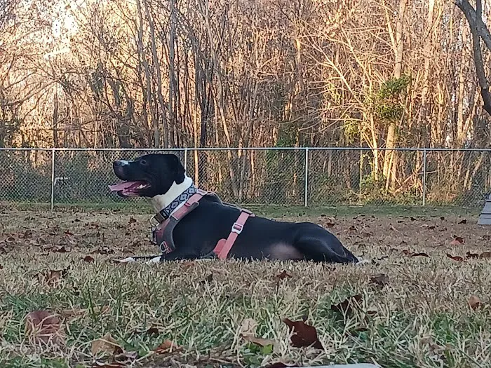 Motz Avenue Dog Park 2