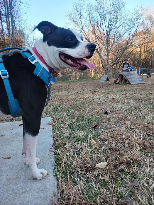 Motz Avenue Dog Park 3
