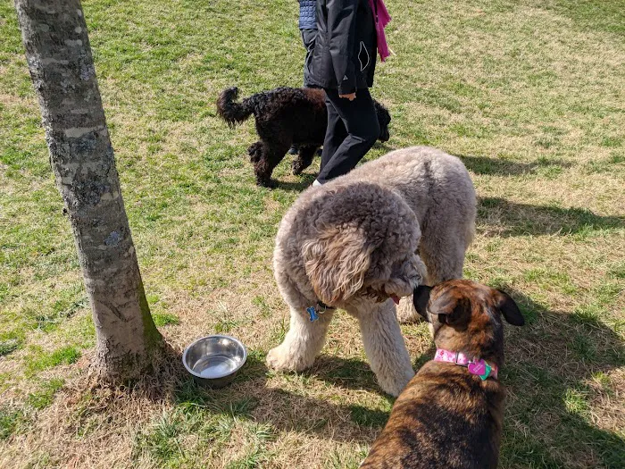 St Stephens Park & Dog Park 10