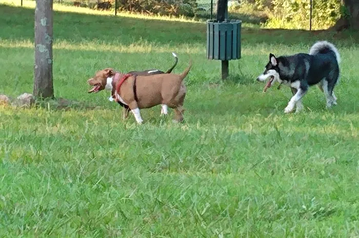 St Stephens Park & Dog Park 5