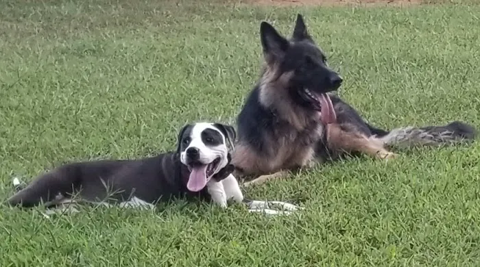 St Stephens Park & Dog Park 1