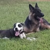 St Stephens Park & Dog Park ico