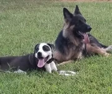 St Stephens Park & Dog Park