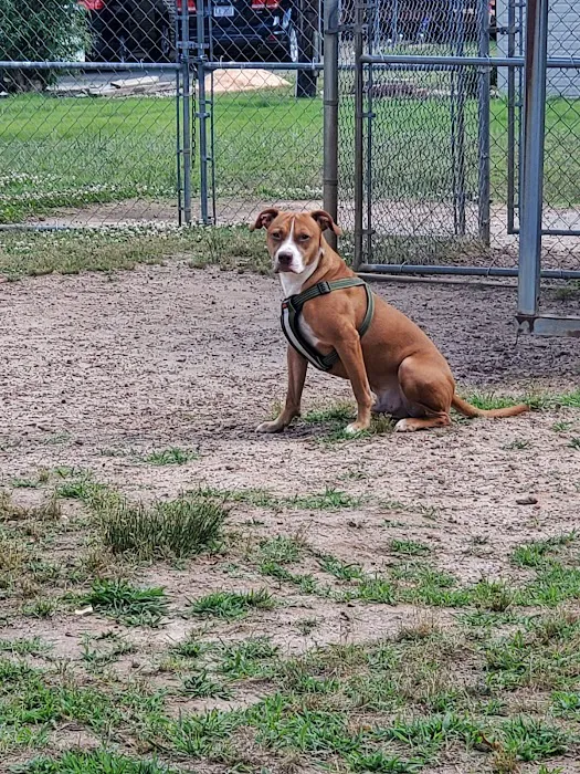 Redwood Dog Park 1