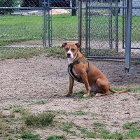 Redwood Dog Park ico