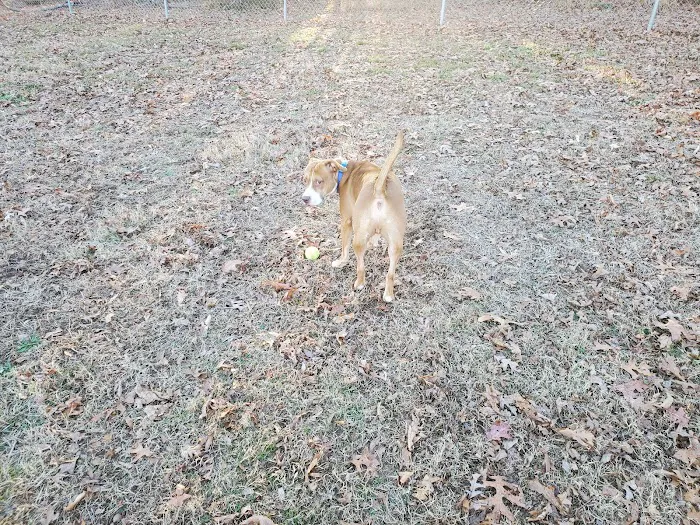 Redwood Dog Park 5