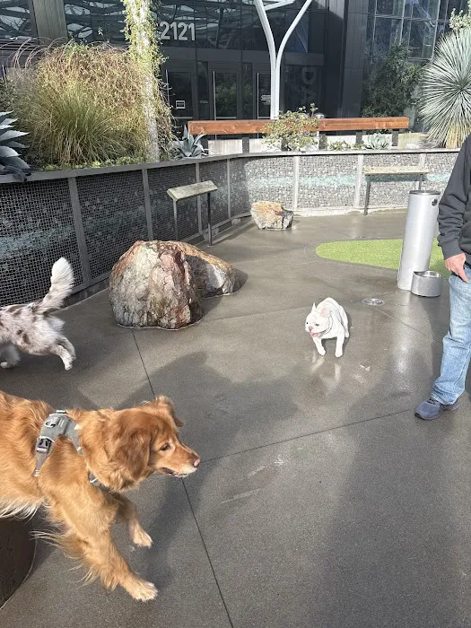 Amazon - Day 1 Dog Park 1