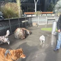 Amazon - Day 1 Dog Park ico