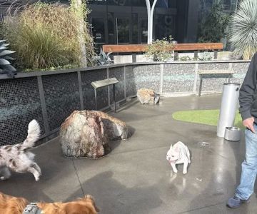 Amazon - Day 1 Dog Park