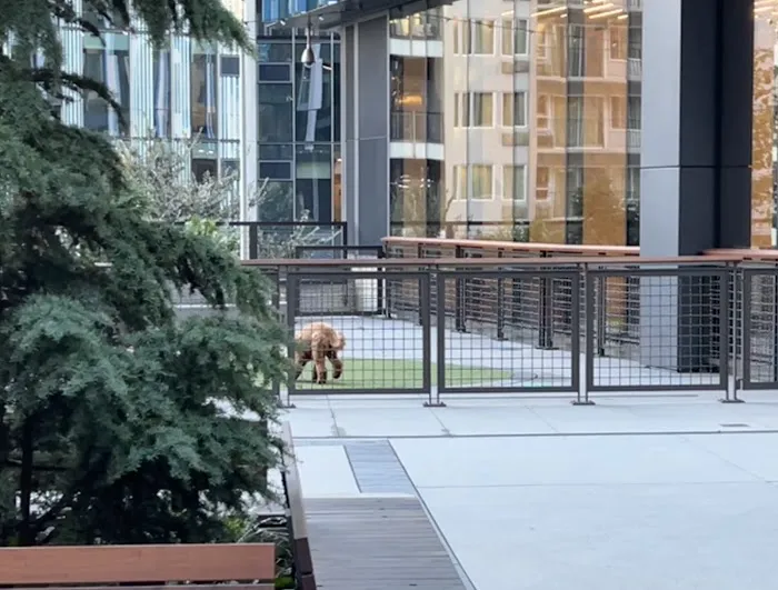 Amazon - Nitro Dog Park 1