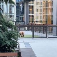 Amazon - Nitro Dog Park ico