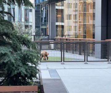 Amazon - Nitro Dog Park