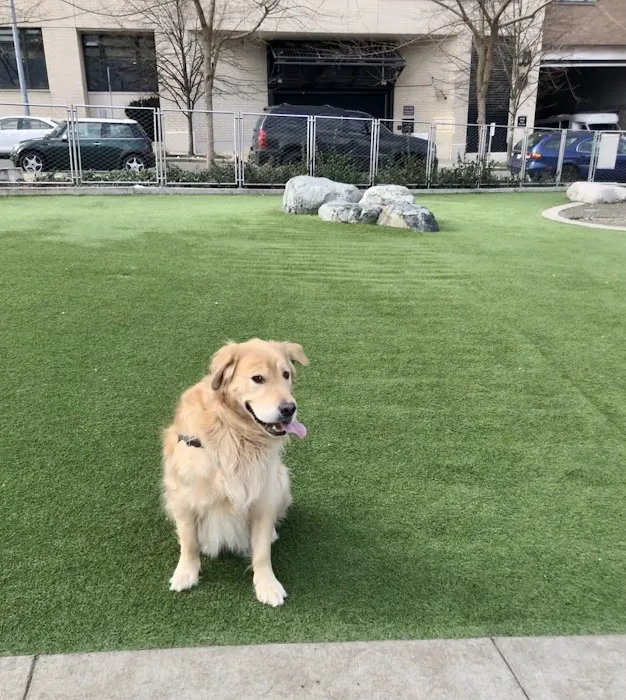 Denny Substation Dog Park 1