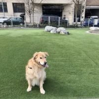 Denny Substation Dog Park ico