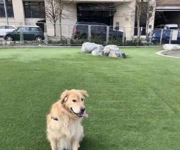 Denny Substation Dog Park