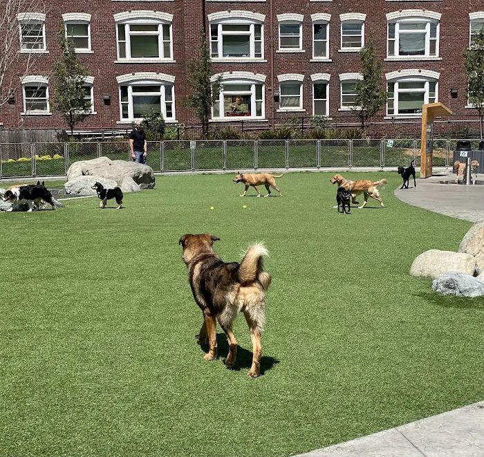 Denny Substation Dog Park 6