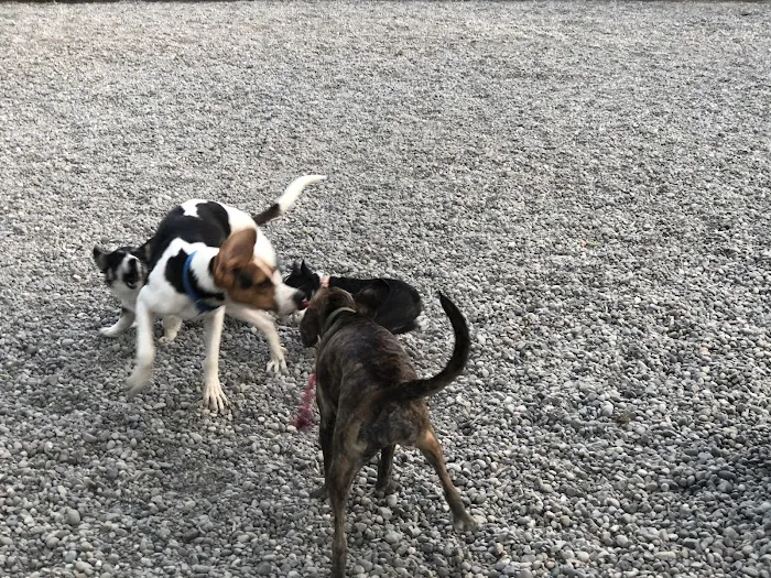 Denny Park Dog Park 7