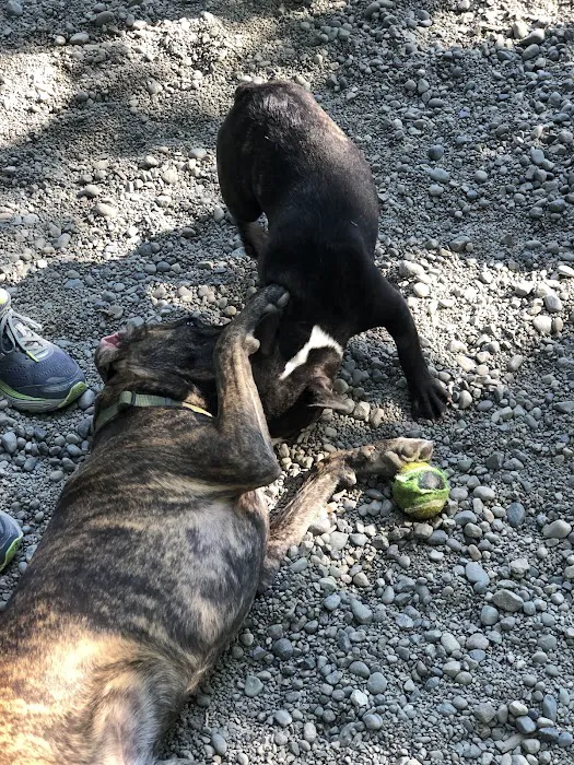 Denny Park Dog Park 5