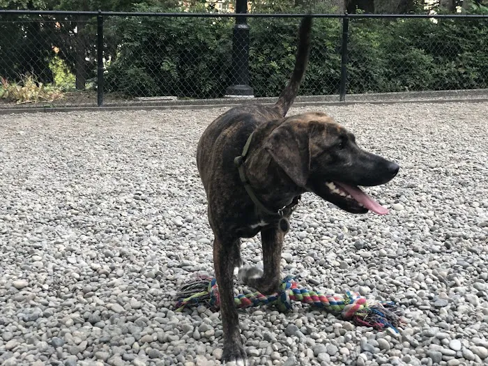 Denny Park Dog Park 4