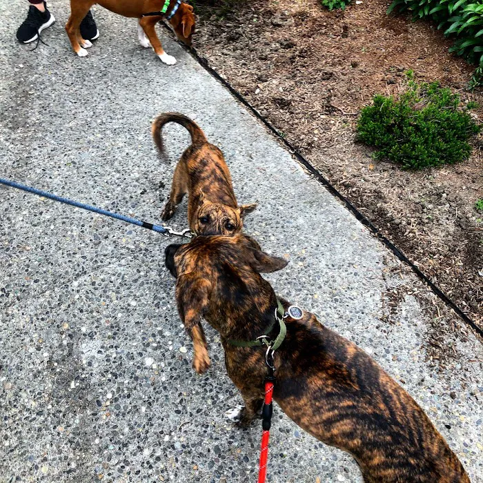 Denny Park Dog Park 8