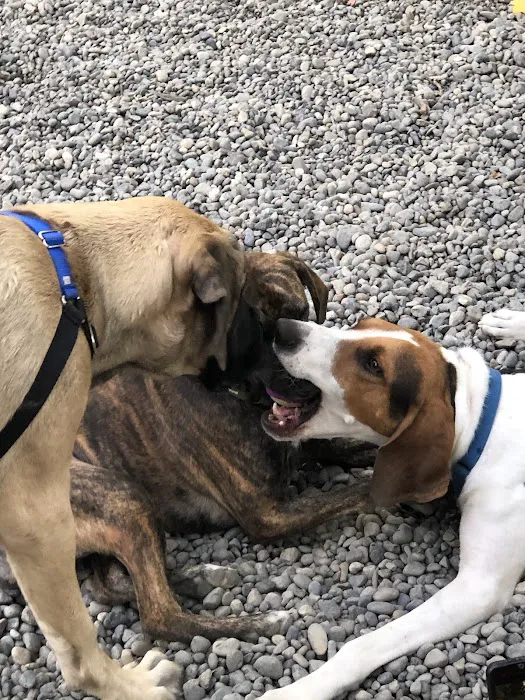 Denny Park Dog Park 10