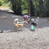 Blue Dog Pond ico