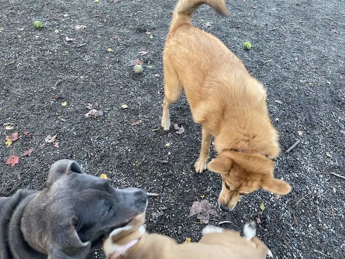 Blue Dog Pond 4