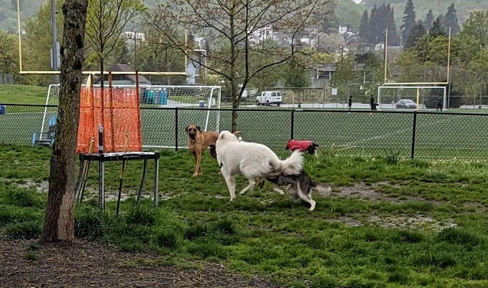 Genesee Dog Park 1