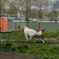 Genesee Dog Park ico
