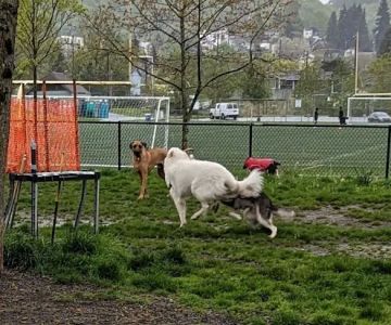 Genesee Dog Park