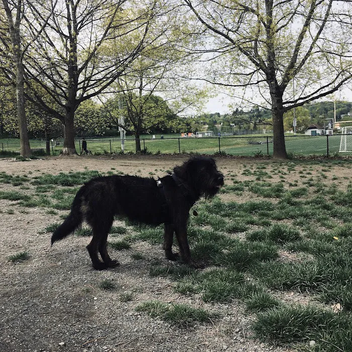 Genesee Dog Park 3