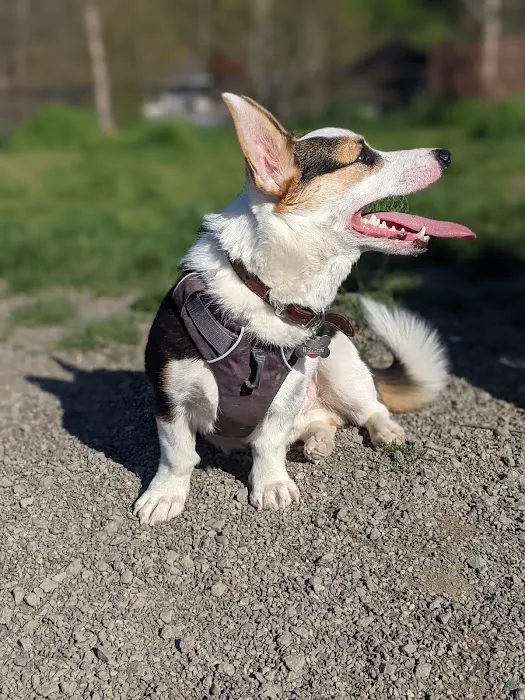 Genesee Dog Park 10