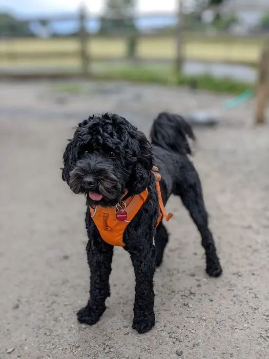 Magnolia Manor Park Off-Leash Area 2