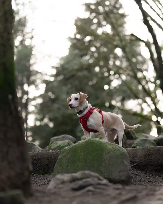 Lower Woodland Dog Park Off Leash Area 8