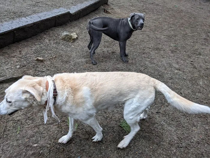 Lower Woodland Dog Park Off Leash Area 5