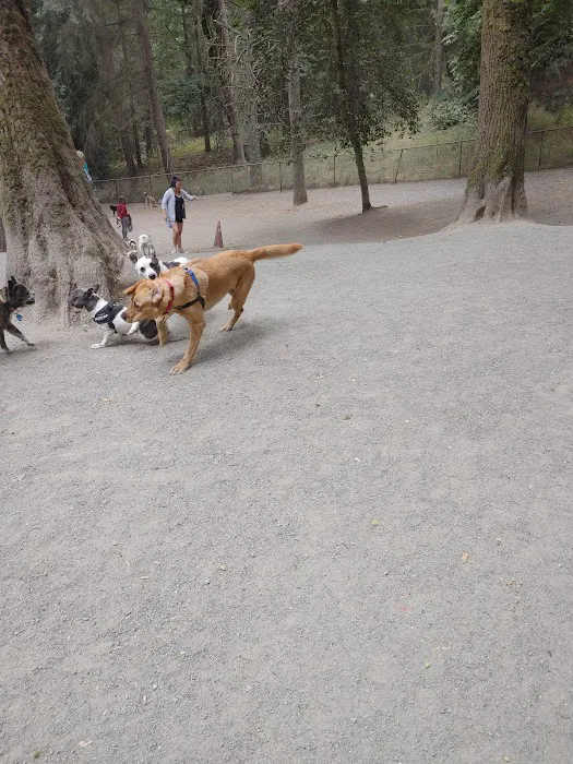 Lower Woodland Dog Park Off Leash Area 6