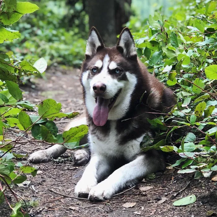 Lower Woodland Dog Park Off Leash Area 9