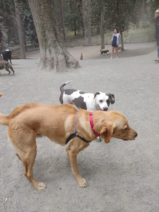 Lower Woodland Dog Park Off Leash Area 7