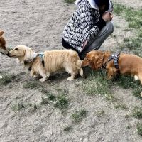 Small Dog Off-Leash Area ico