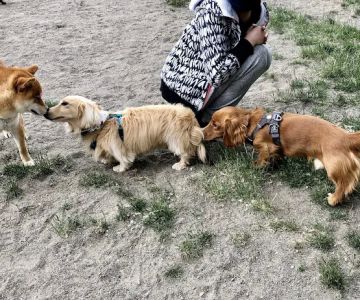 Small Dog Off-Leash Area